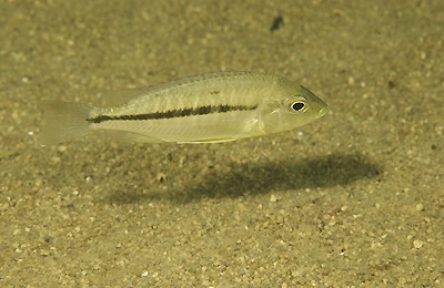 Protomelas labridens 'Likoma Island'